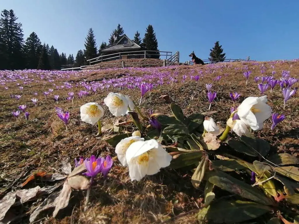 Velika planina